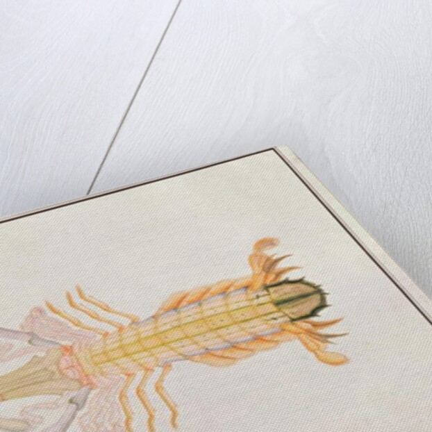 Mantis Shrimp by School Chinese