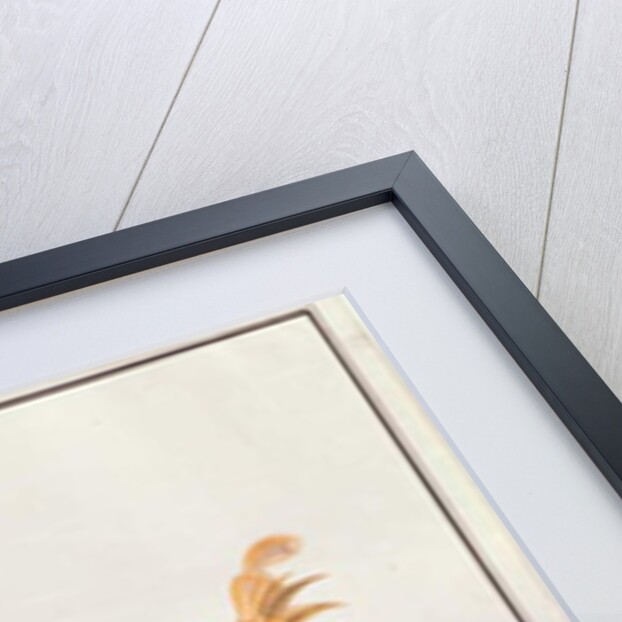 Mantis Shrimp by School Chinese