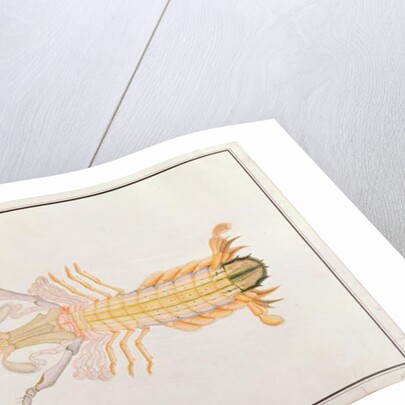 Mantis Shrimp by School Chinese