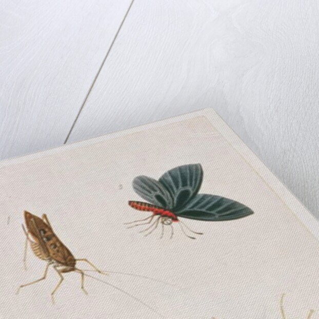 Four Insects by School Chinese