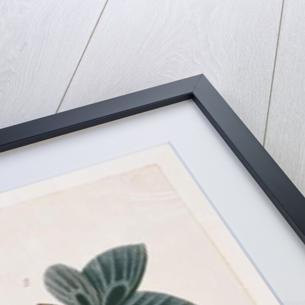 Four Insects by School Chinese