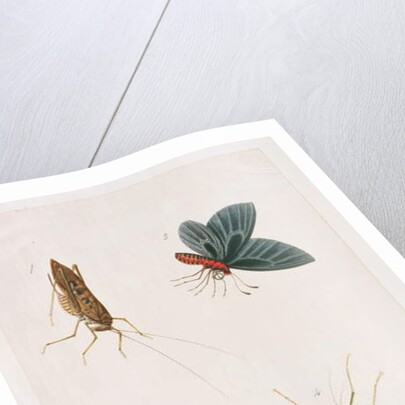 Four Insects by School Chinese