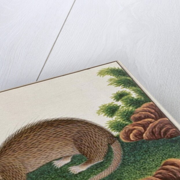 Brush-tailed Porcupine by School Chinese