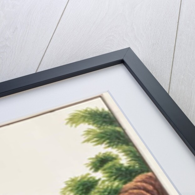 Brush-tailed Porcupine by School Chinese