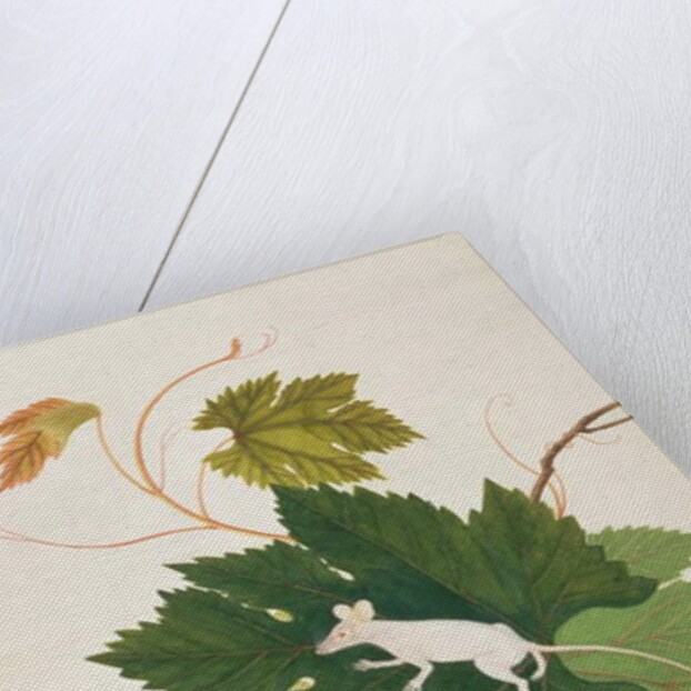 House Mouse by School Chinese