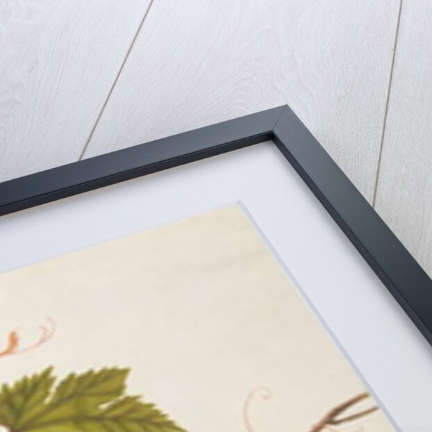 House Mouse by School Chinese