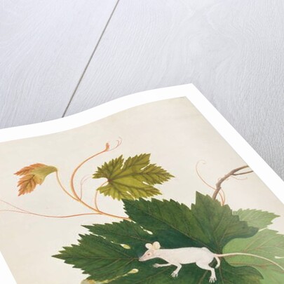 House Mouse by School Chinese