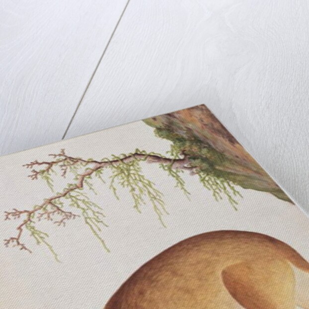 Fawn by School Chinese