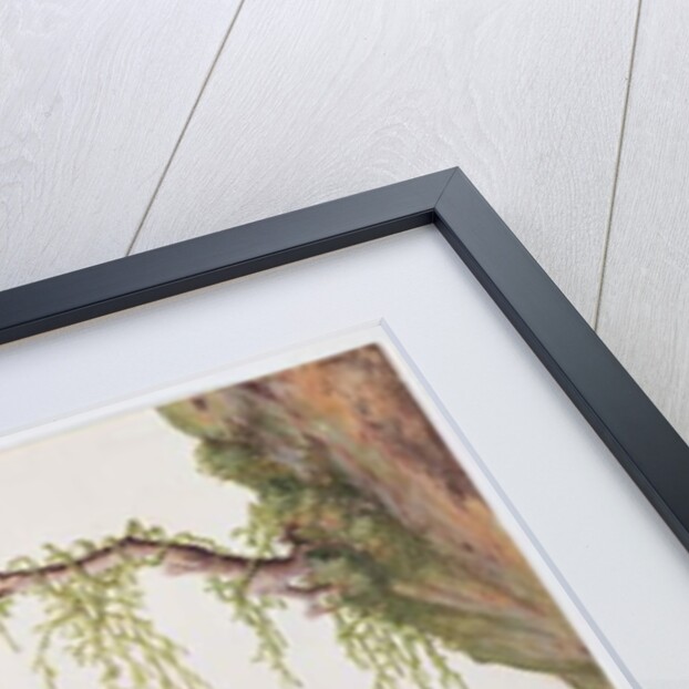 Fawn by School Chinese