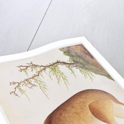 Fawn by School Chinese