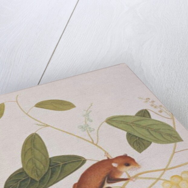 Grey-cheeked Flying Squirrel by School Chinese