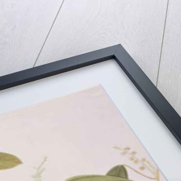 Grey-cheeked Flying Squirrel by School Chinese