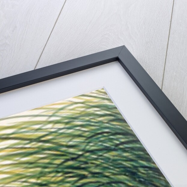 Otter, Brang-Brang by School Chinese