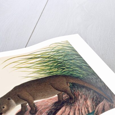 Otter, Brang-Brang by School Chinese