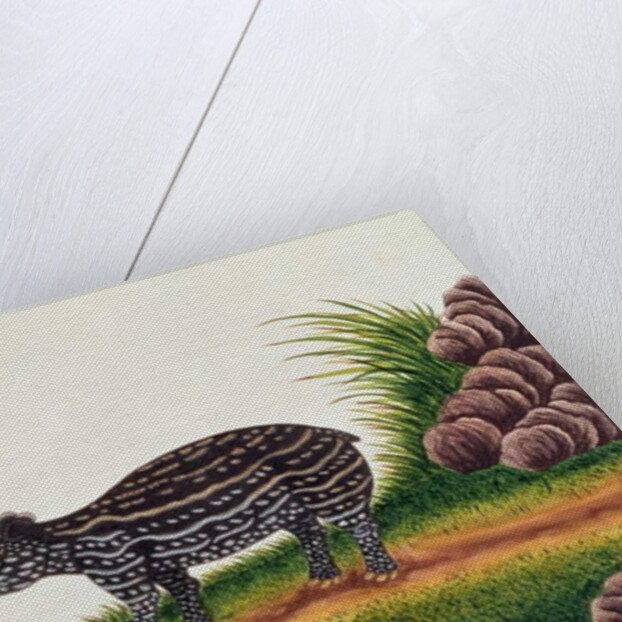 Young Tapir of Malacca by School Chinese