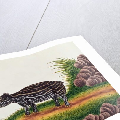 Young Tapir of Malacca by School Chinese