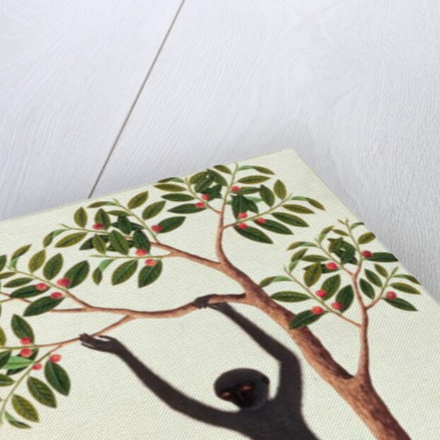 Black Long Armed Ape, Ongka Pitam by School Chinese