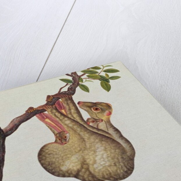 Flying Maucauco with its young by School Chinese