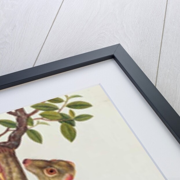 Flying Maucauco with its young by School Chinese