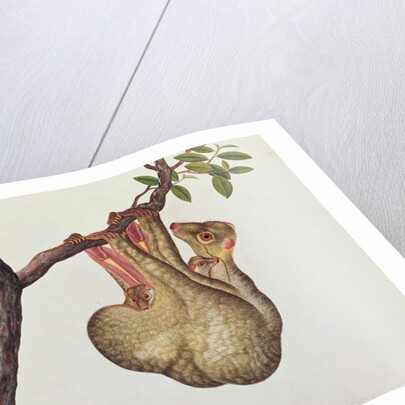 Flying Maucauco with its young by School Chinese