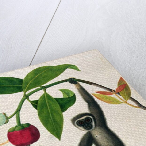 An Agile Gibbon or 'Black-Handed Gibbon' by School Chinese