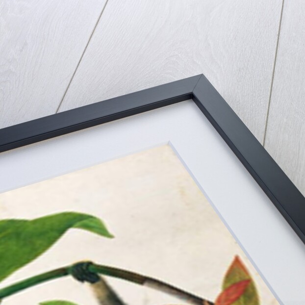 An Agile Gibbon or 'Black-Handed Gibbon' by School Chinese