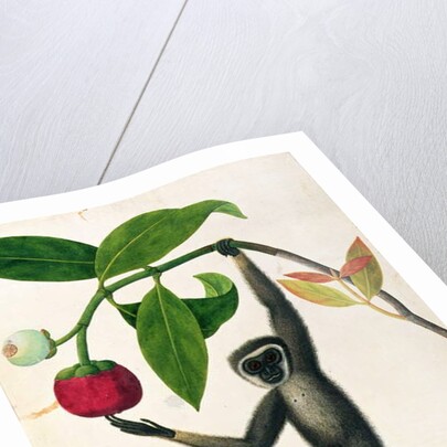 An Agile Gibbon or 'Black-Handed Gibbon' by School Chinese