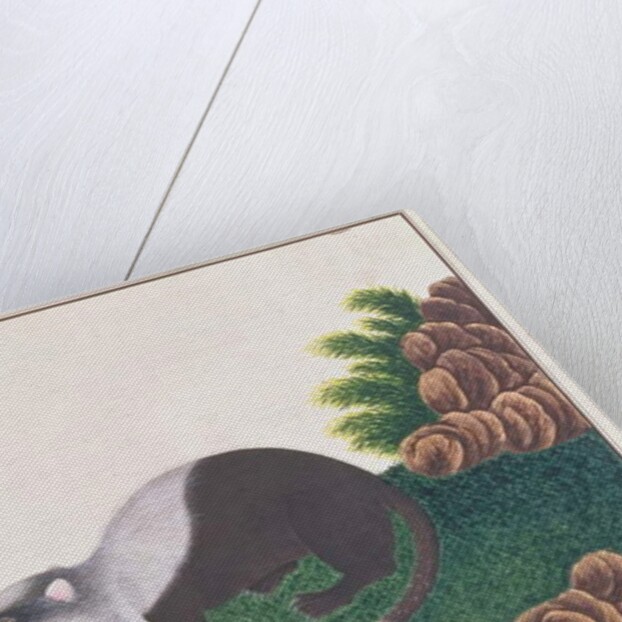 Moonrat by School Chinese