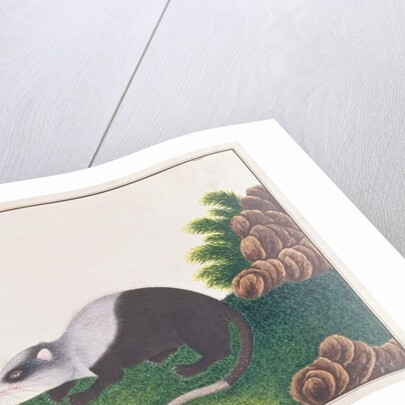 Moonrat by School Chinese