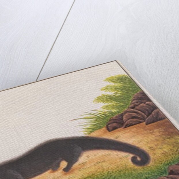 Binturong by School Chinese