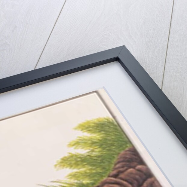 Binturong by School Chinese