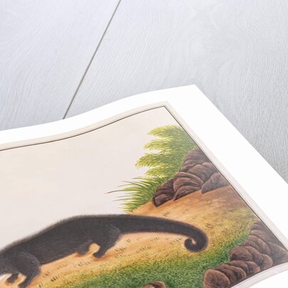 Binturong by School Chinese