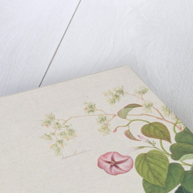 Lesser Mousedeer by School Chinese