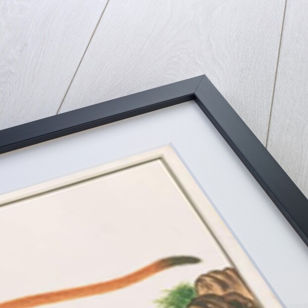 Red Giant Flying Squirrel by School Chinese