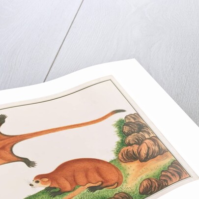 Red Giant Flying Squirrel by School Chinese