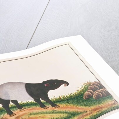 Malayan Tapir by School Chinese