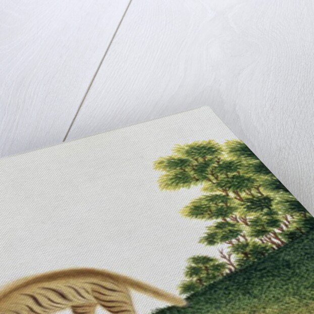 Hyena by School Chinese