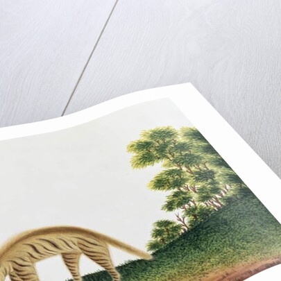 Hyena by School Chinese