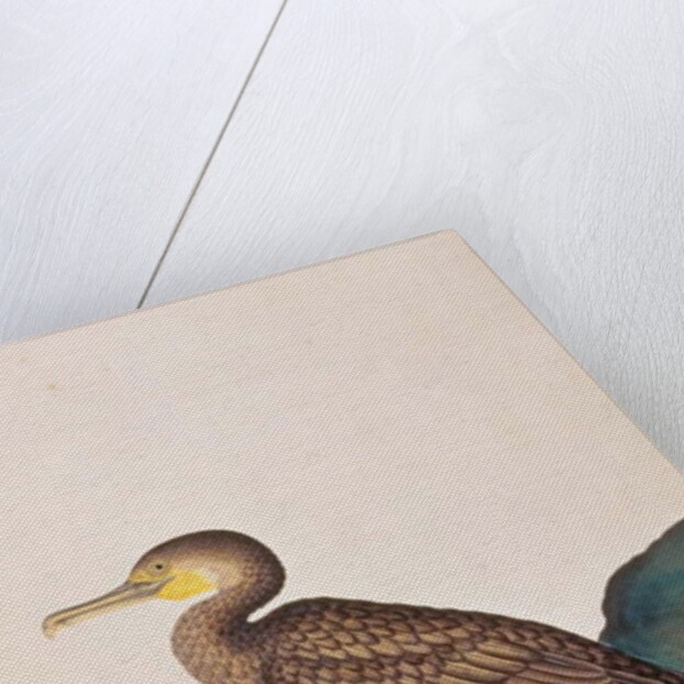 Great Cormorant by School Chinese