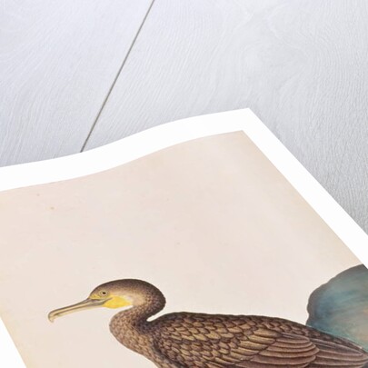 Great Cormorant by School Chinese