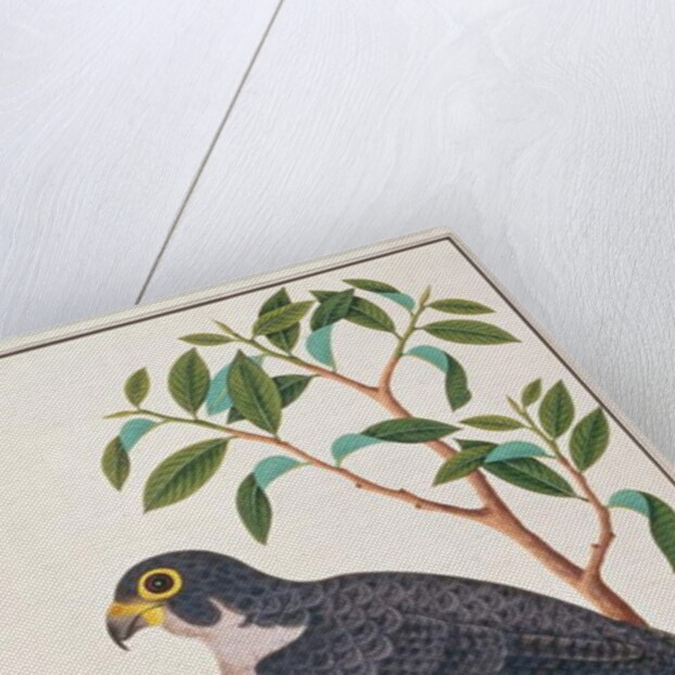 Peregrine Falcon by School Chinese