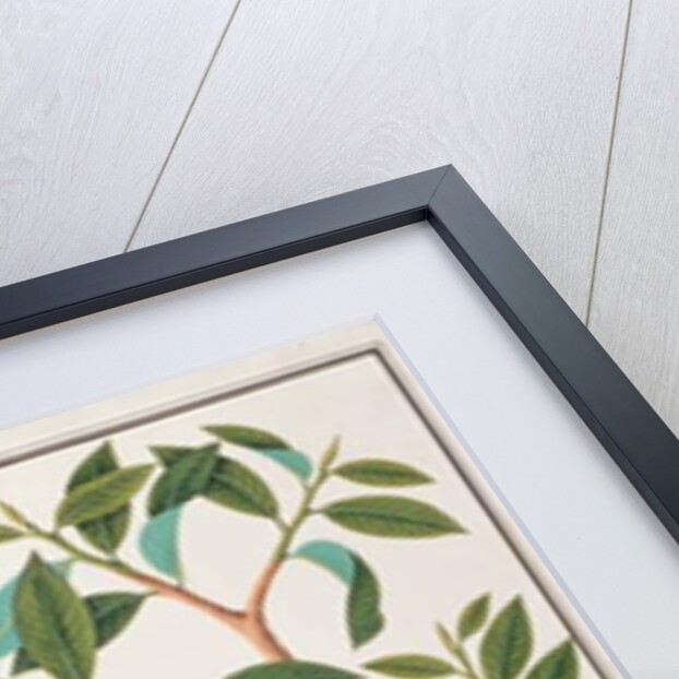 Peregrine Falcon by School Chinese