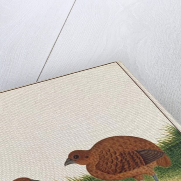 Black Partridge by School Chinese