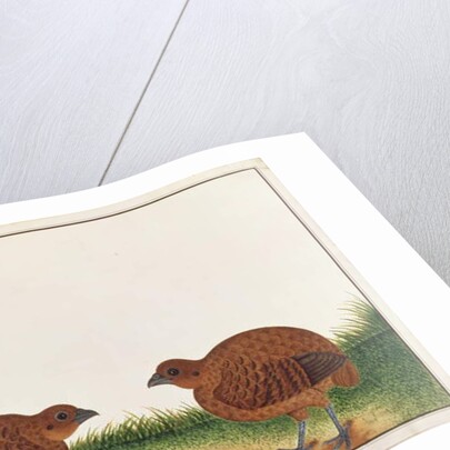 Black Partridge by School Chinese