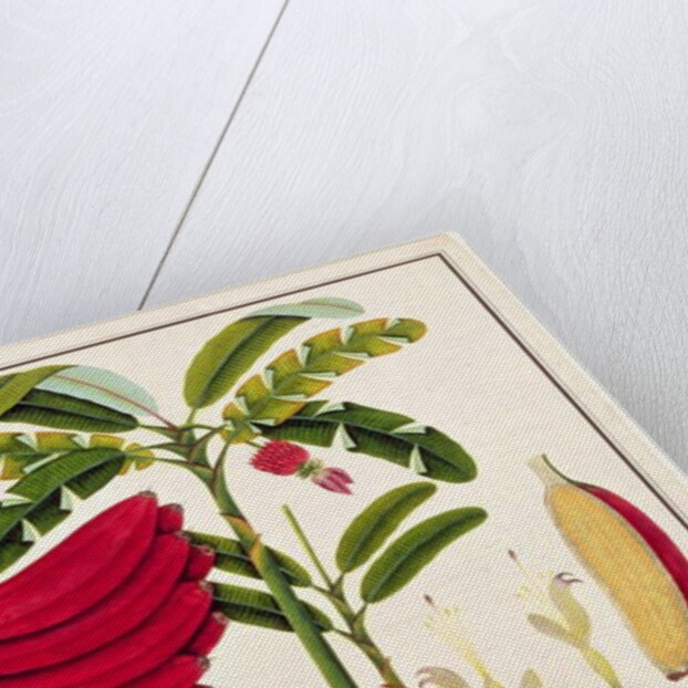 Red Plantain, Pisang oodang by School Chinese