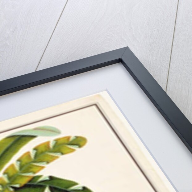 Red Plantain, Pisang oodang by School Chinese