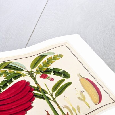 Red Plantain, Pisang oodang by School Chinese