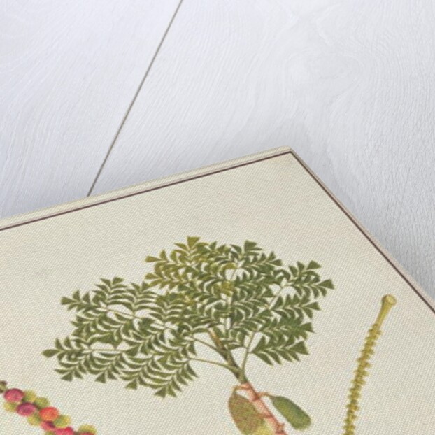 Fishtail Palm by School Chinese