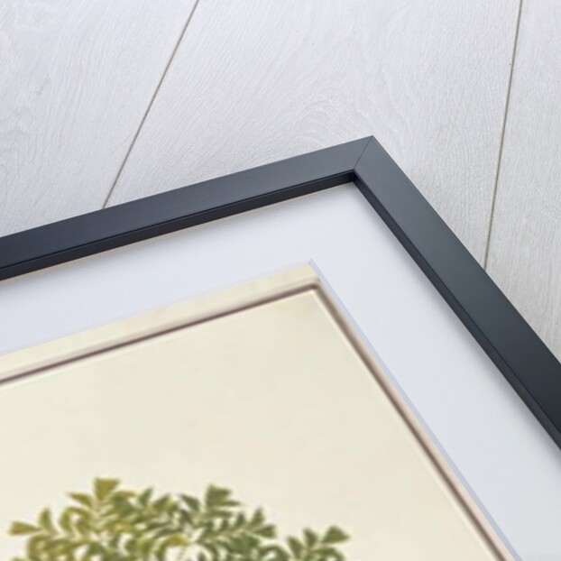 Fishtail Palm by School Chinese