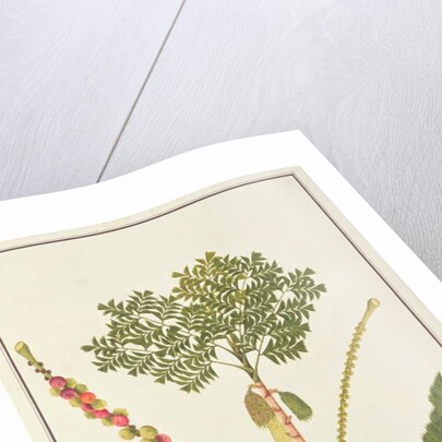 Fishtail Palm by School Chinese